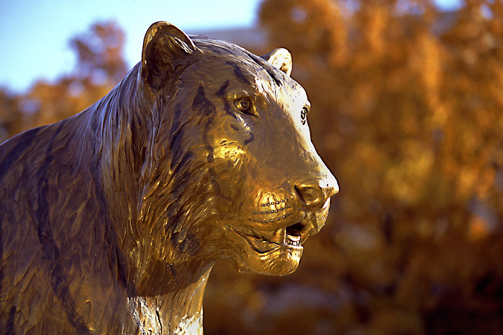 The head of the tiger statue above the fountain at Tiger Plaza looks off to the right side of the image.