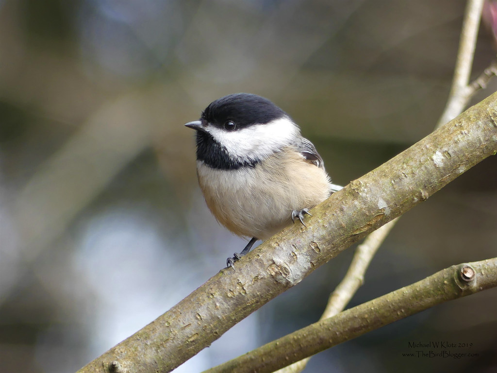 Close up image of a Black-Capped Chickadee sitting on a tree branch. The chickadee is a plump bird with a black colored head and chest. The rest of its body is snow white.