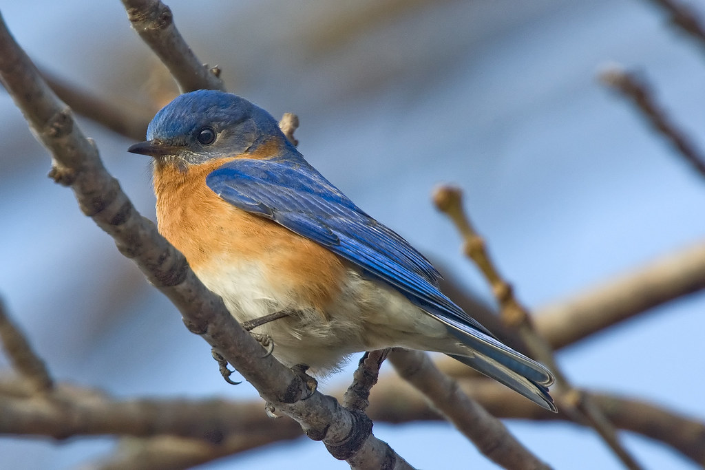 Close up image of an Eastern Bluebird sitting on a branch. The bluebirds head and wings are a deep sky blue color while his underbelly is a golden copper brown.