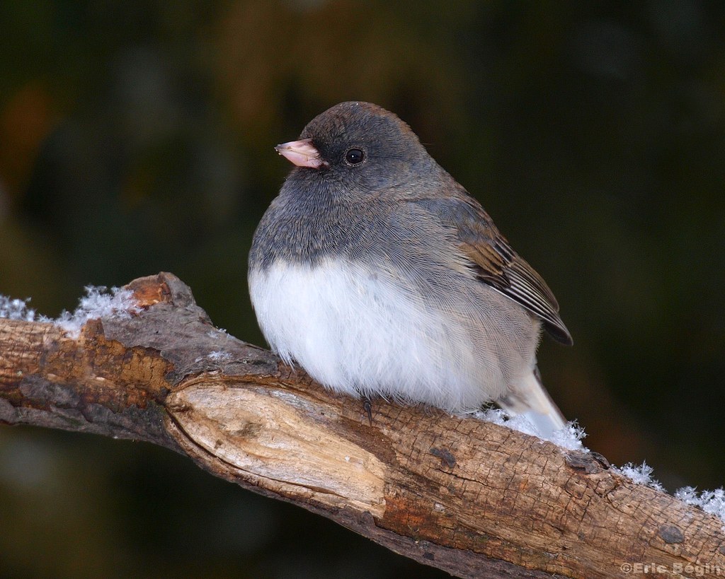 Close up image of a Dark-Eyed Junco sitting on a tree branch. The junco has a dark grey top half and snow white belly. It's bill is a light pink.