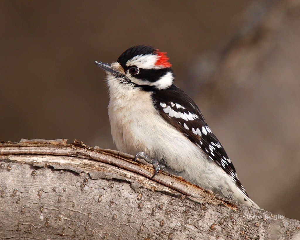 Close up image of a Downy Woodpecker sitting on a tree branch. The downy has white and black feathers and snow white belly. The back of its head has a red patch meaning it is a male bird.