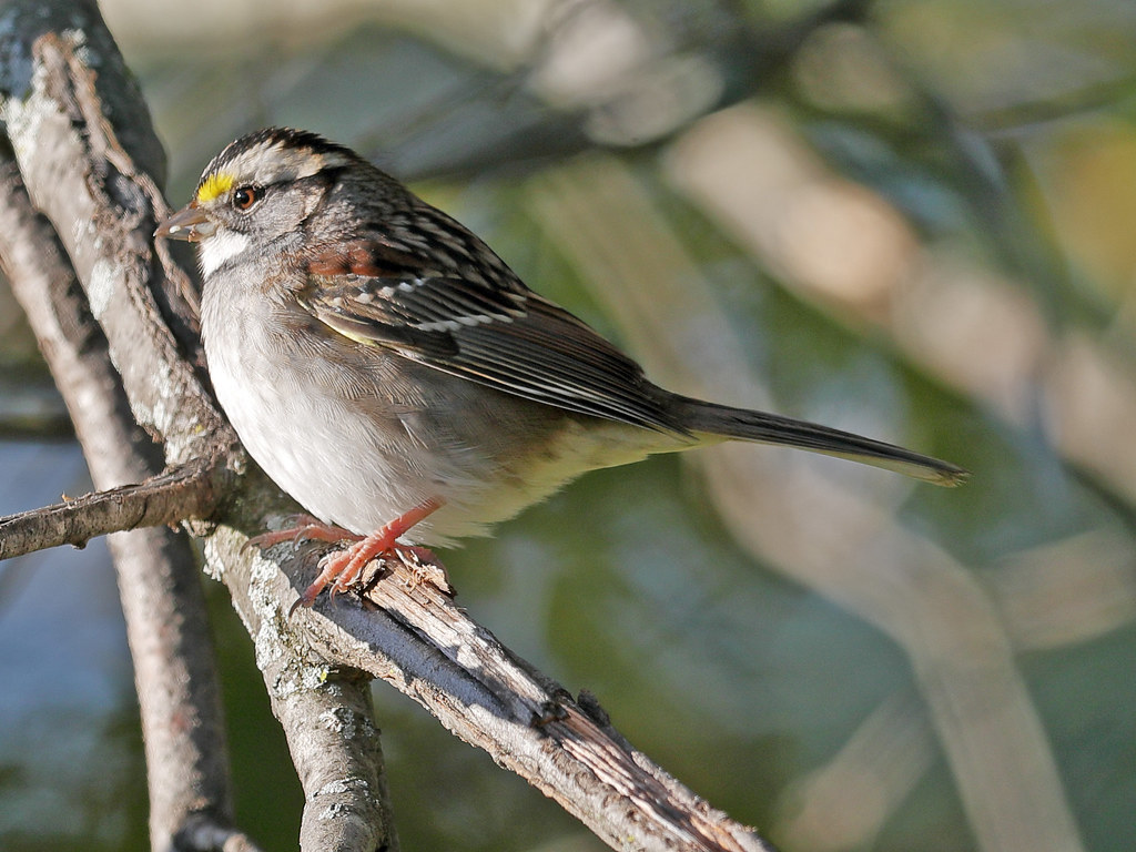 Close up image of a White-Throated Sparrow sitting on a tree branch. The sparrow is a plump bird with a skunk colored head and brownish greyish feathers.