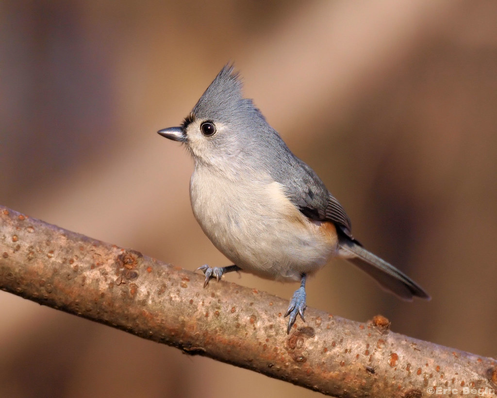 Close up image of a Tufted Titmouse sitting on a tree branch. The titmouse ha a silvery-blue color on its back, wings and tail. Its chest and belly are white with a peachy coloration on its sides under its wings.